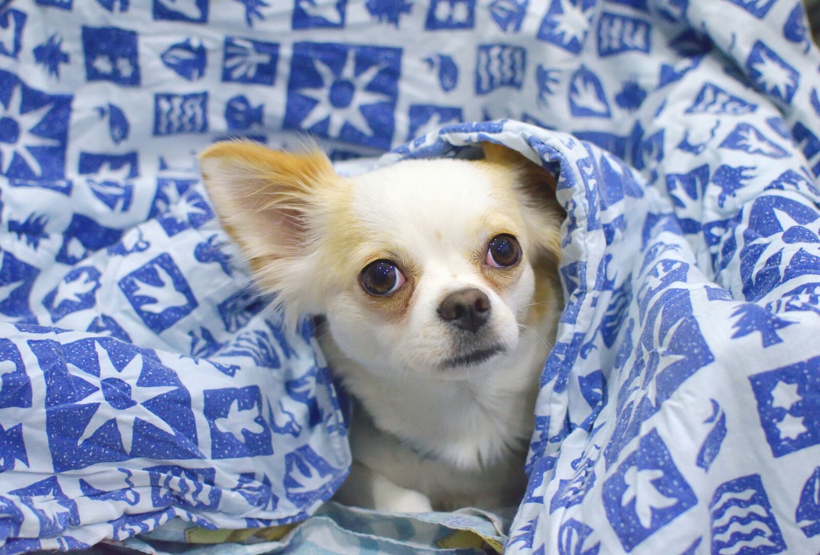 Nikon D5300 sample photo. Animals, dogs, domesticated photography