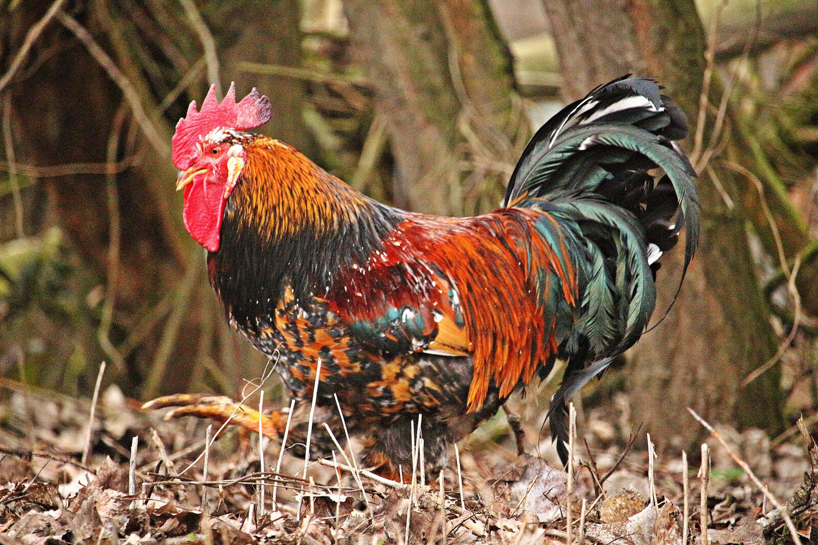 Canon EOS 100D (EOS Rebel SL1 / EOS Kiss X7) sample photo. Chicken, bird, gockel photography