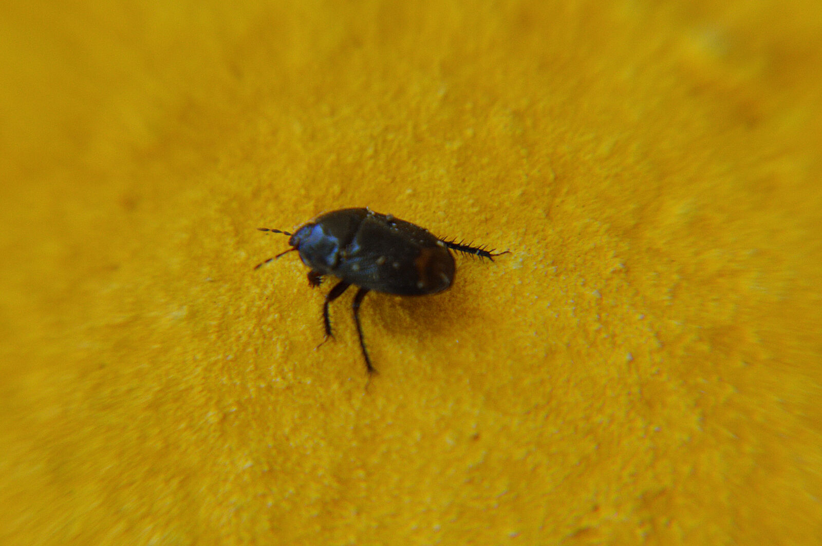 Nikon D3200 sample photo. Insect, macro photography