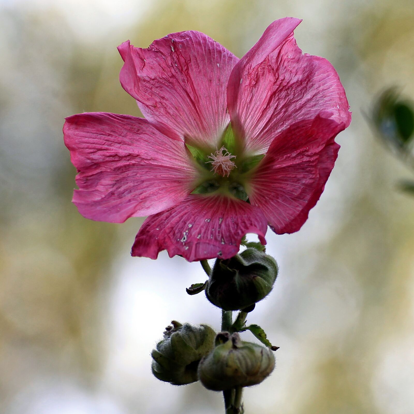 Canon EOS 1100D (EOS Rebel T3 / EOS Kiss X50) sample photo. Mallow, stock rose, blossom photography