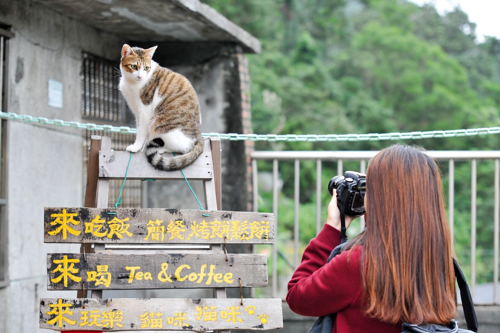 Nikon D700 sample photo. Cat, taiwan, photo photography