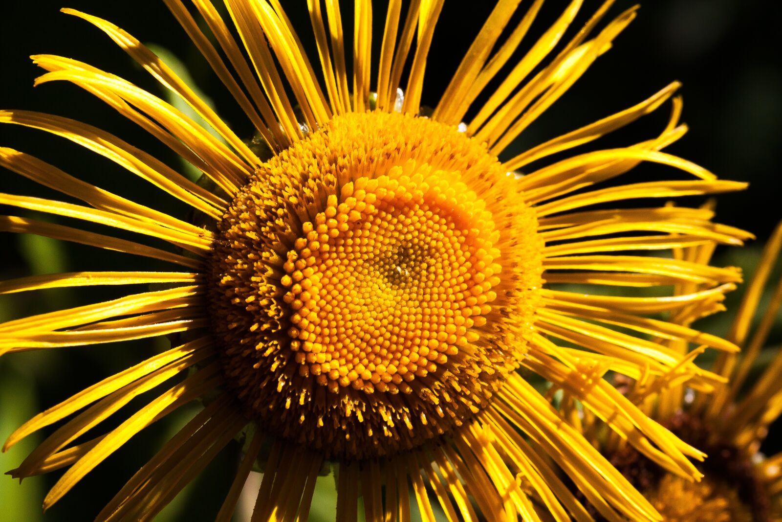 Canon EOS 50D sample photo. Inula, flower, yellow photography