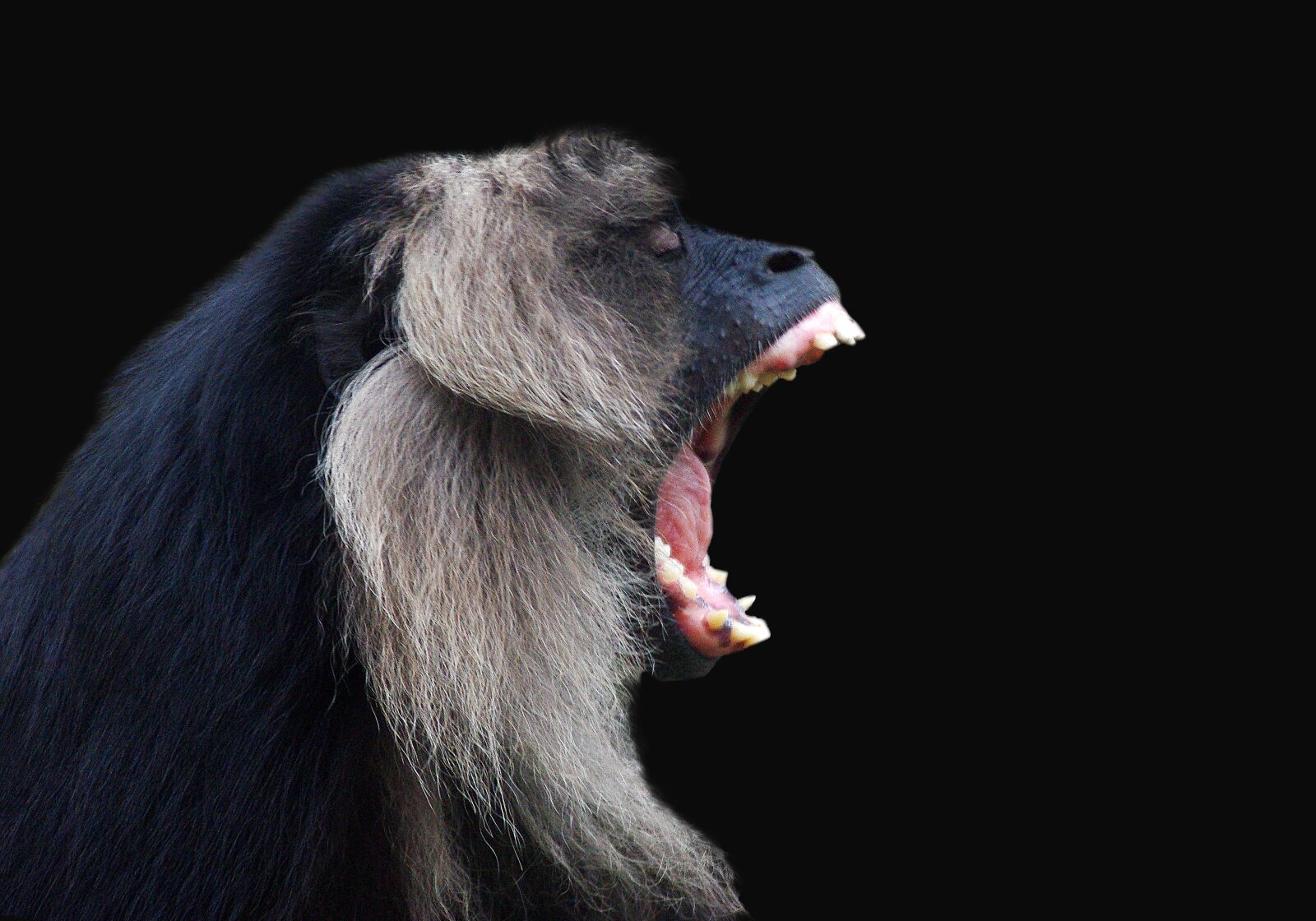 Pentax K-m (K2000) sample photo. Howler monkey, monkey, wilderness photography