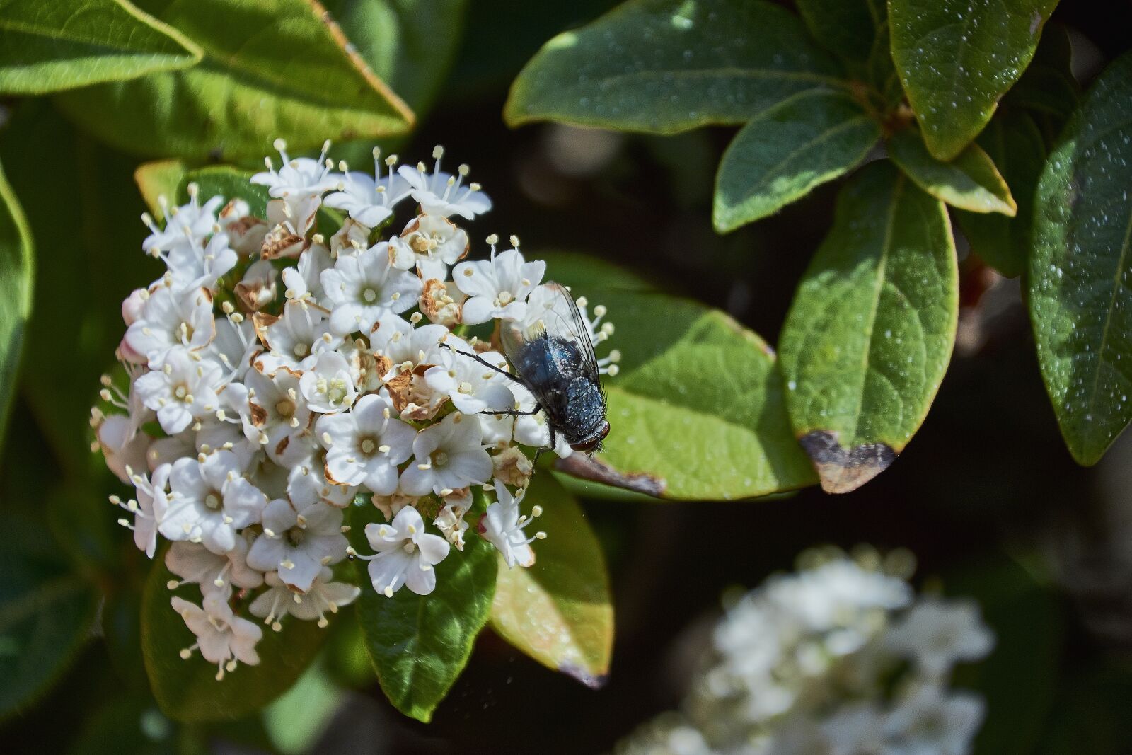 Nikon D7200 sample photo. Flower, garden, flowers photography