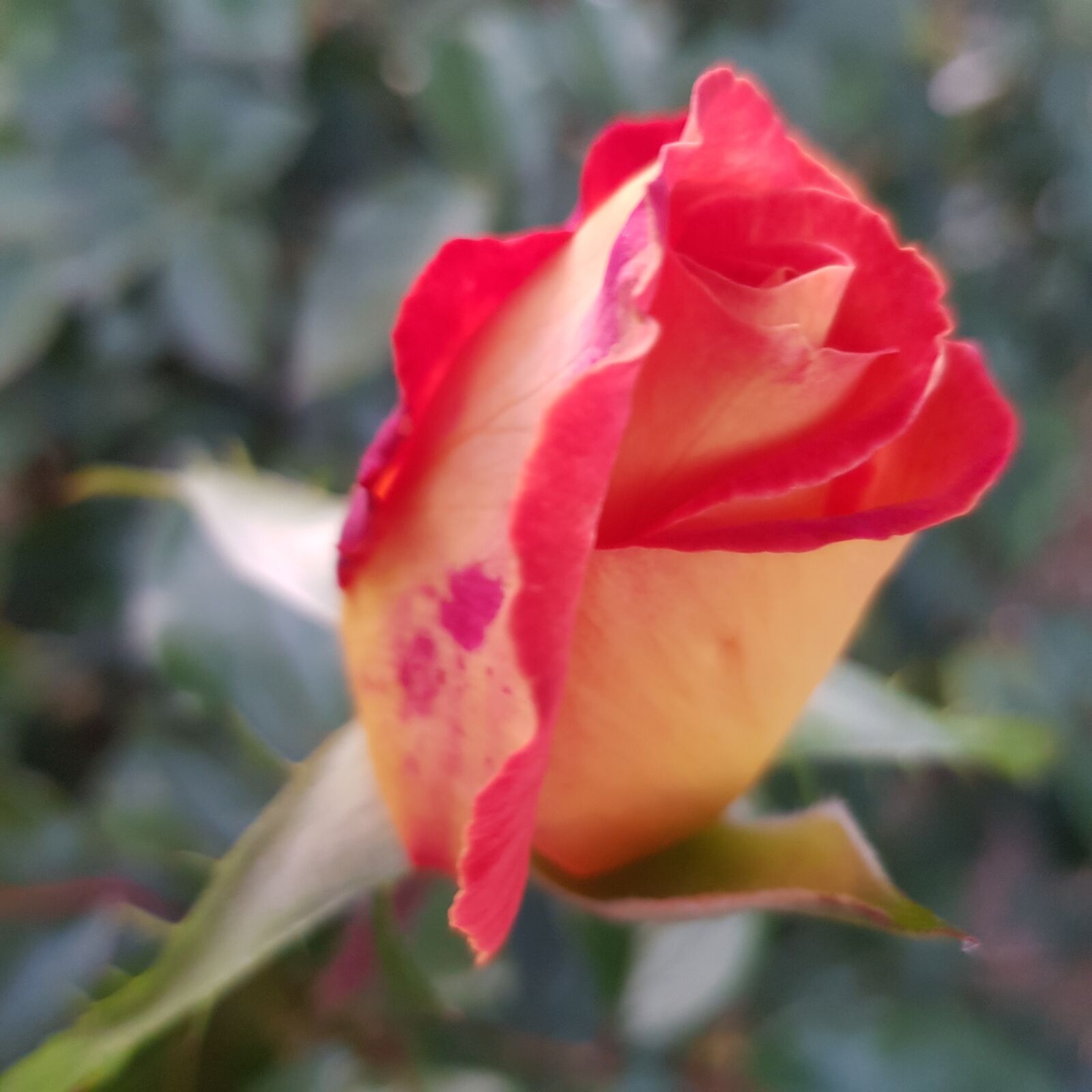 Samsung SM-G955F sample photo. Rosebud, red rose, flower photography