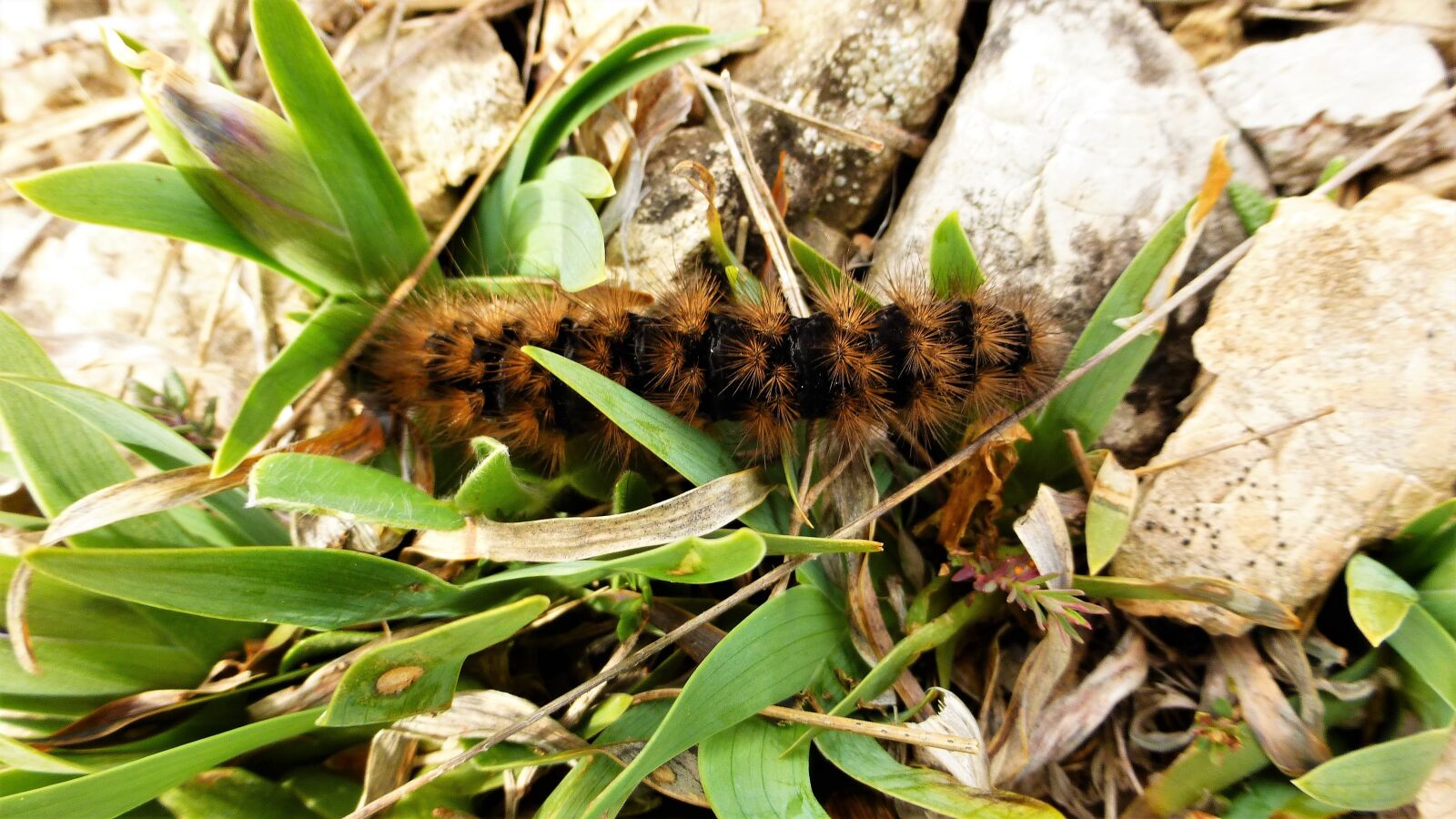 Panasonic Lumix DMC-ZS25 (Lumix DMC-TZ35) sample photo. Nature, insect, the caterpillars photography