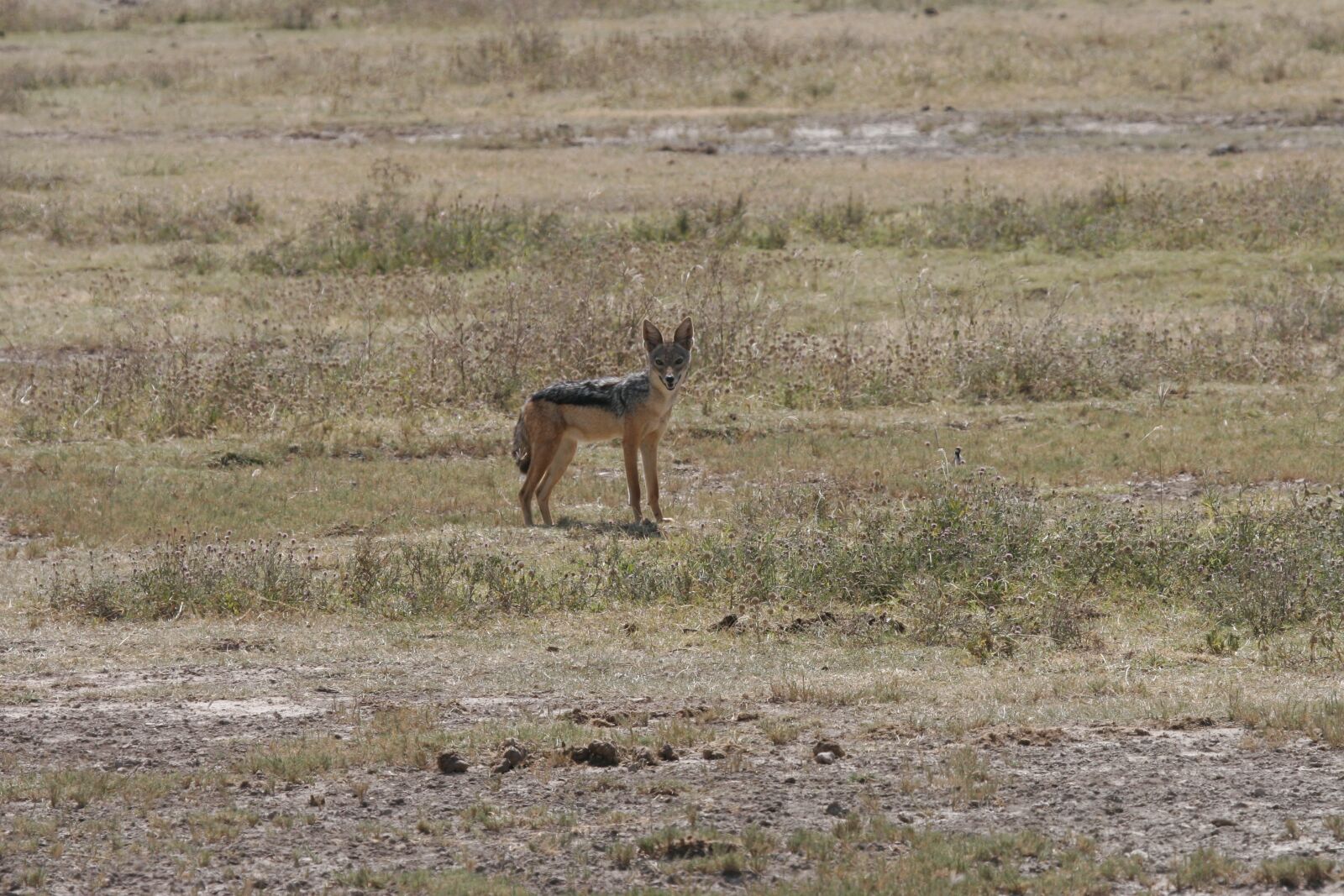 Canon EOS 20D sample photo. Jackal, safari, africa photography