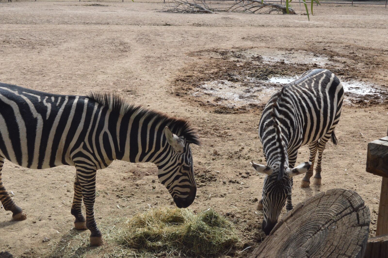 Nikon D3200 sample photo. Zebras, zoo, animal photography