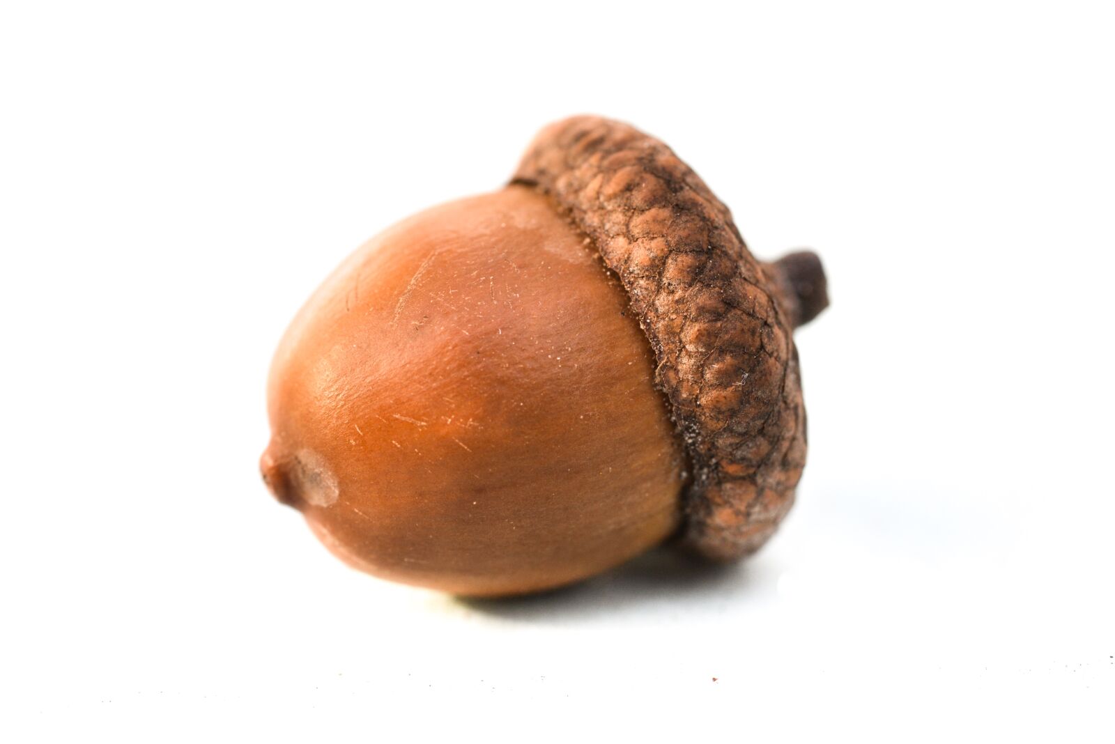 Nikon D610 sample photo. Acorn, oak, isolated photography