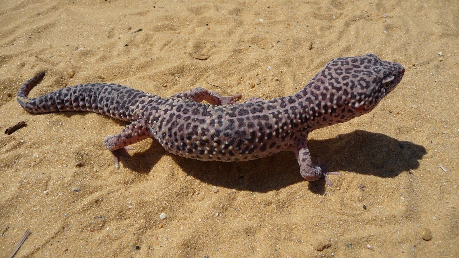 Panasonic Lumix DMC-TZ5 sample photo. Leopard gecko, lizard, wild photography