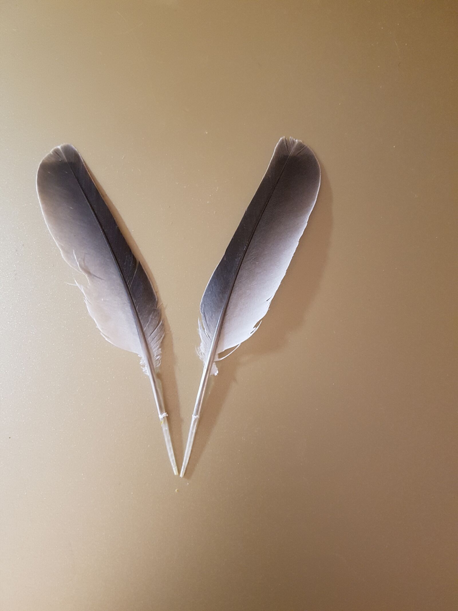 Samsung Galaxy S7 Edge sample photo. Feather, spirit, nature photography