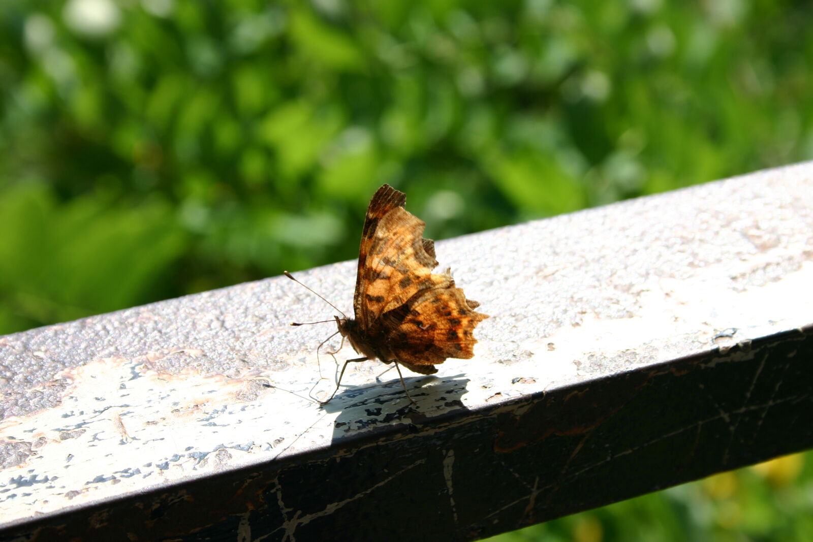 Canon EOS 300D (EOS Digital Rebel / EOS Kiss Digital) sample photo. Butterfly, green, metal, nature photography