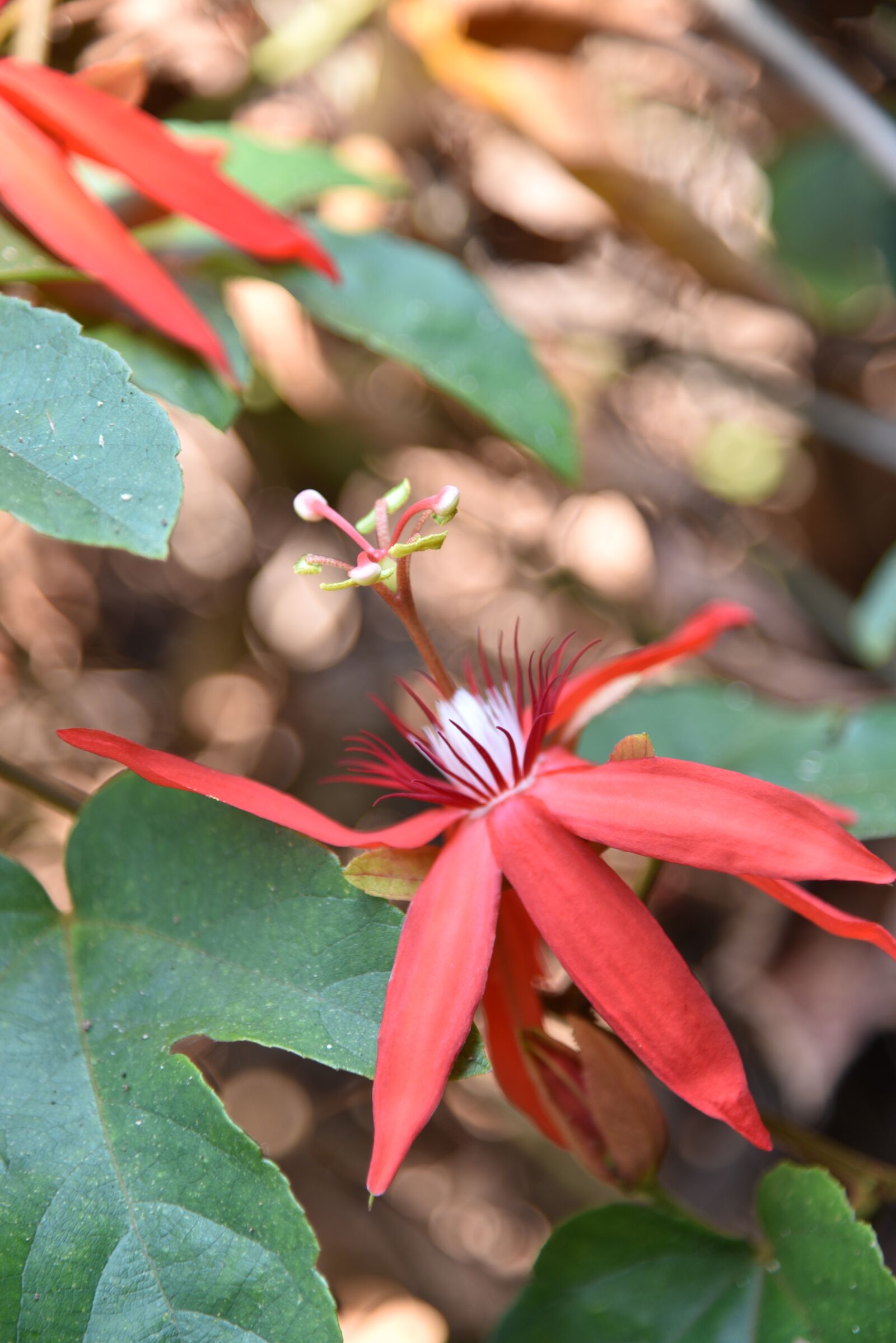 Nikon D750 sample photo. Flowers, nature, flower photography