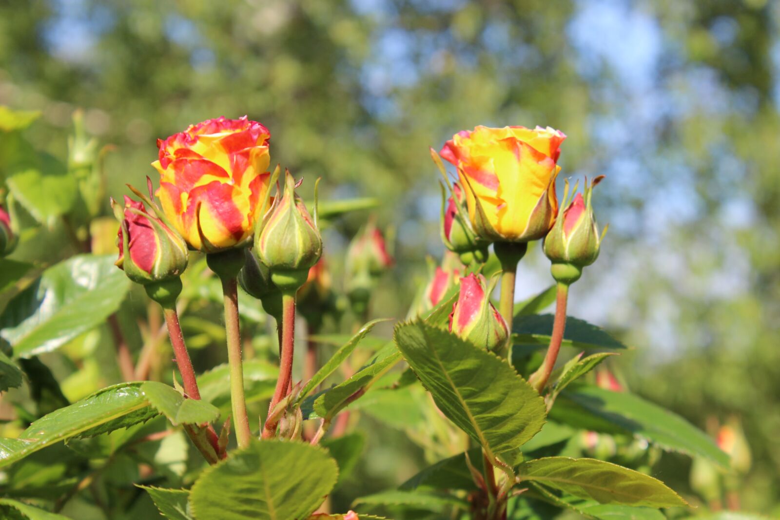 Canon EOS 600D (Rebel EOS T3i / EOS Kiss X5) sample photo. Rose, yellow red, flowers photography