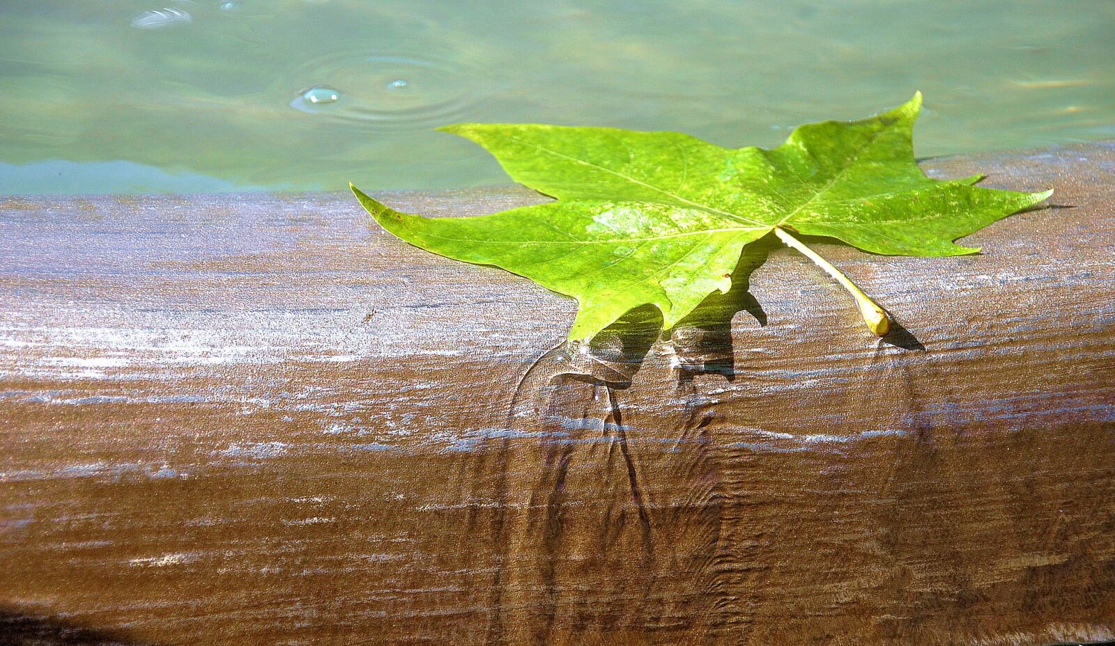 Nikon D3000 sample photo. Water, brunne, leaf photography