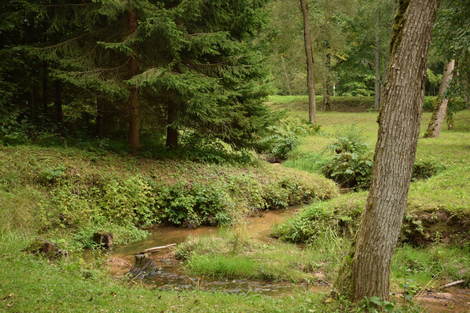 Nikon D3300 sample photo. Creek, forest, nature photography