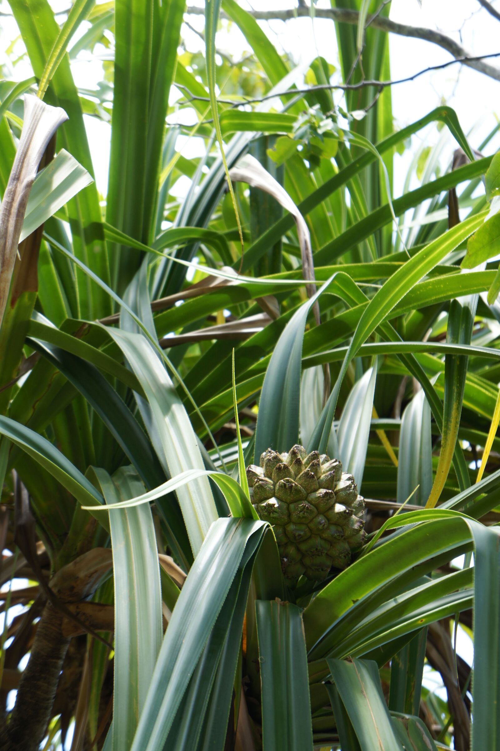 Sony Alpha NEX-5 sample photo. Fruit, tropics, plant photography