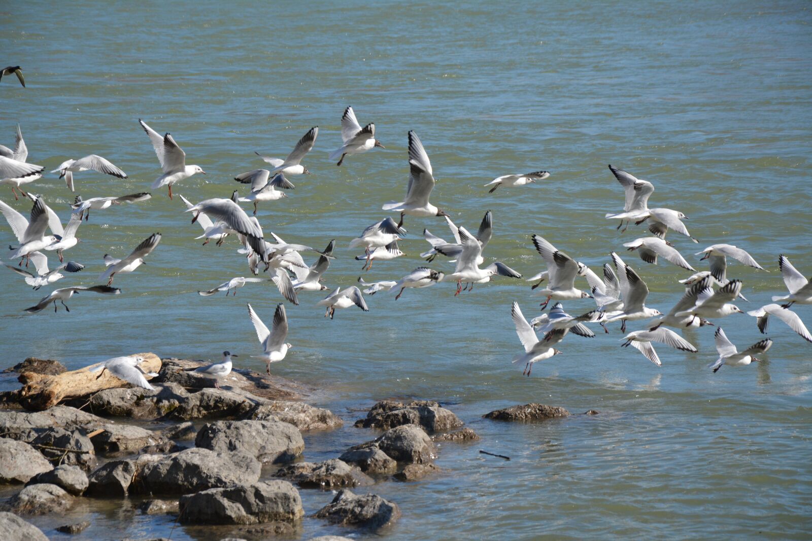 Nikon D5200 sample photo. Black headed gull, birds photography