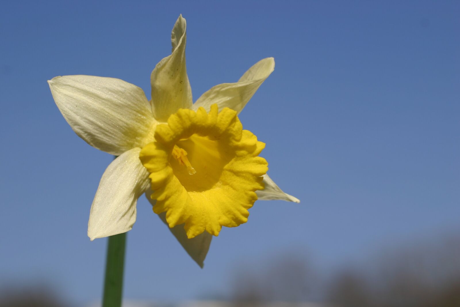 Canon EOS 300D (EOS Digital Rebel / EOS Kiss Digital) sample photo. Daffodil, flower, spring photography