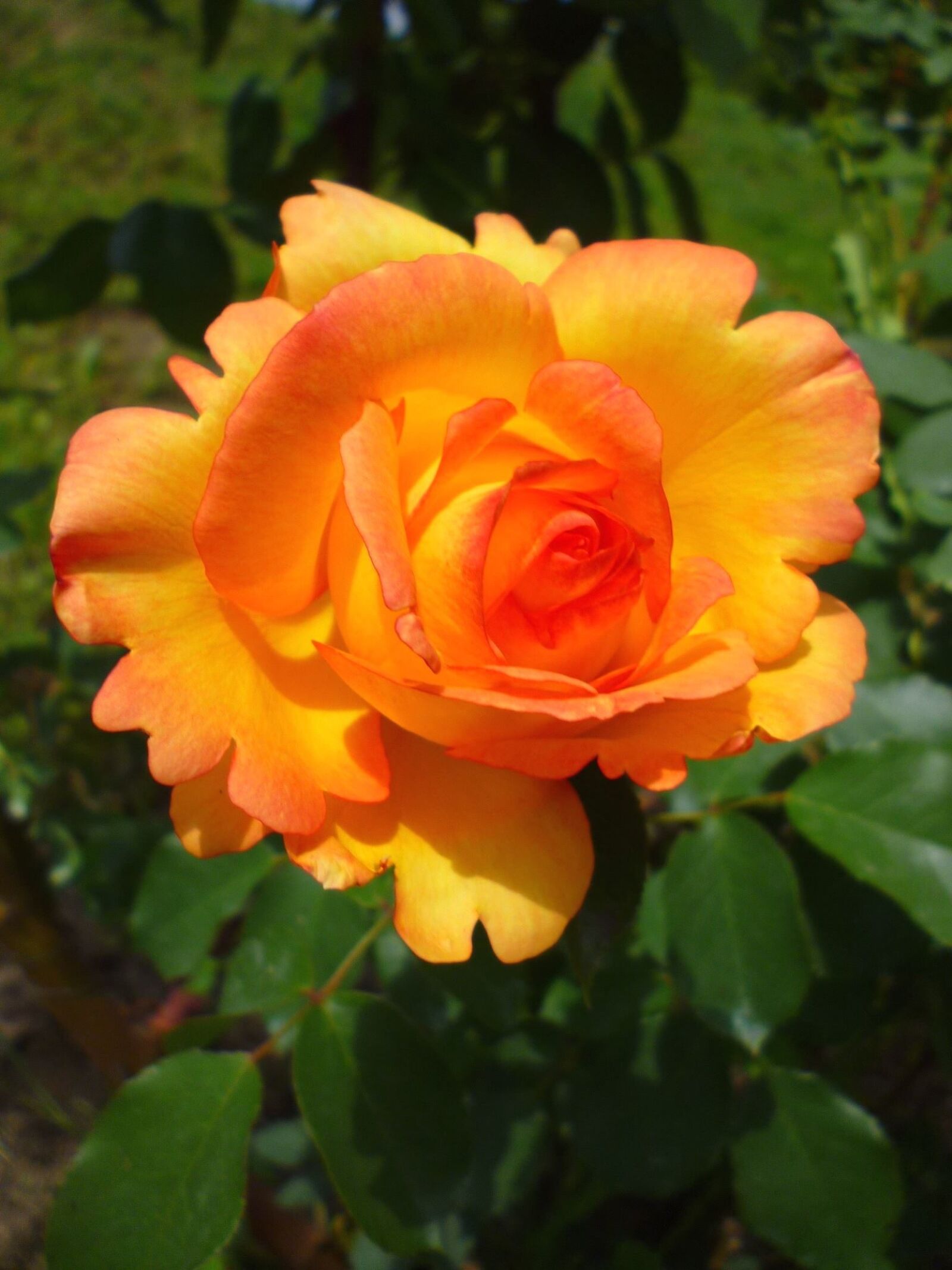 Panasonic Lumix DMC-S1 sample photo. Orange flower, rose, garden photography