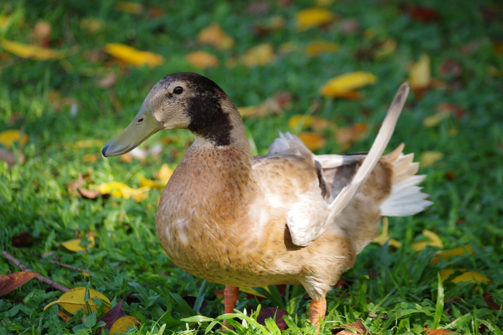 Pentax K-S2 sample photo. Duck, feather, animal photography