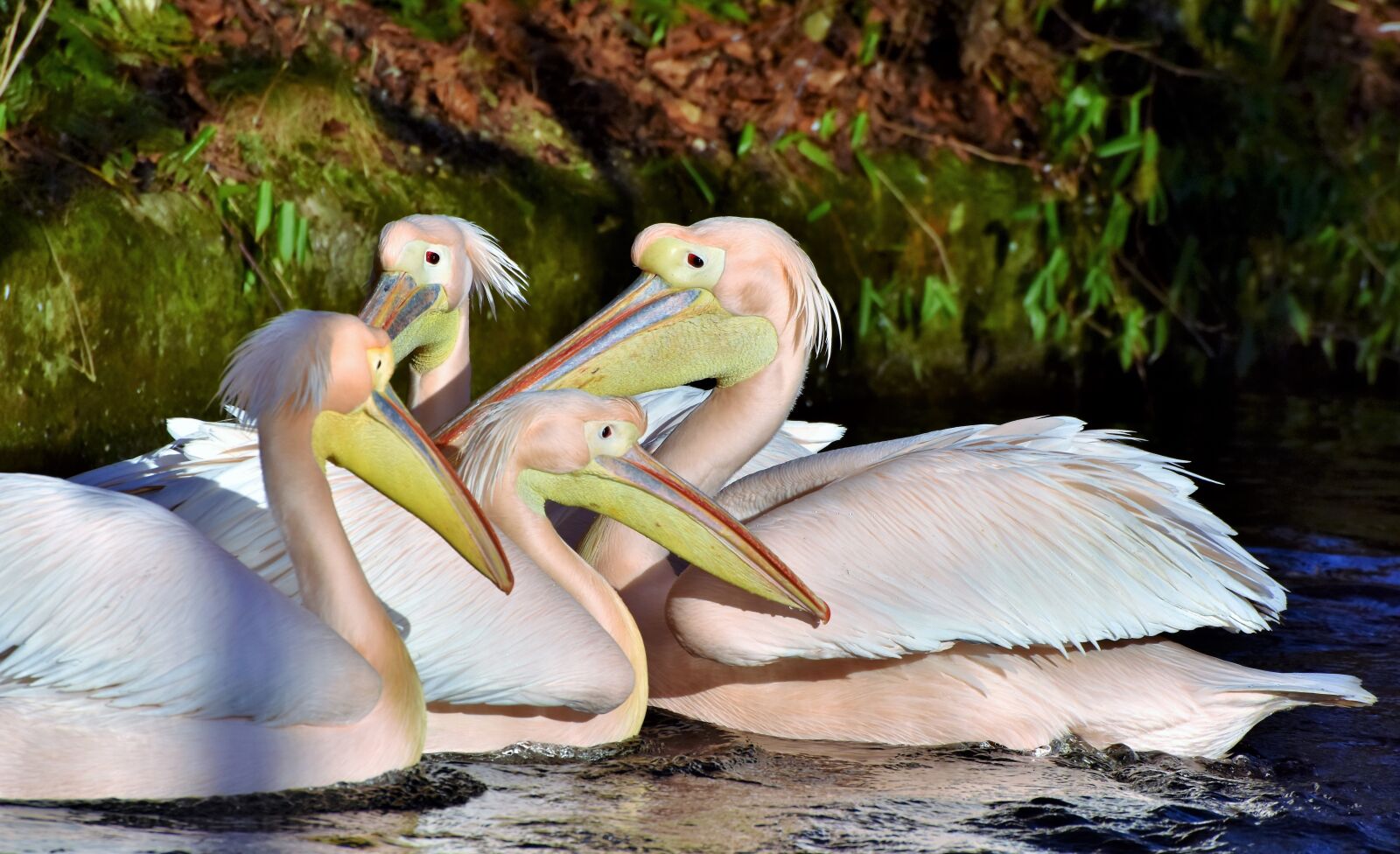 Nikon D7200 sample photo. Pelikan, water bird, pink photography