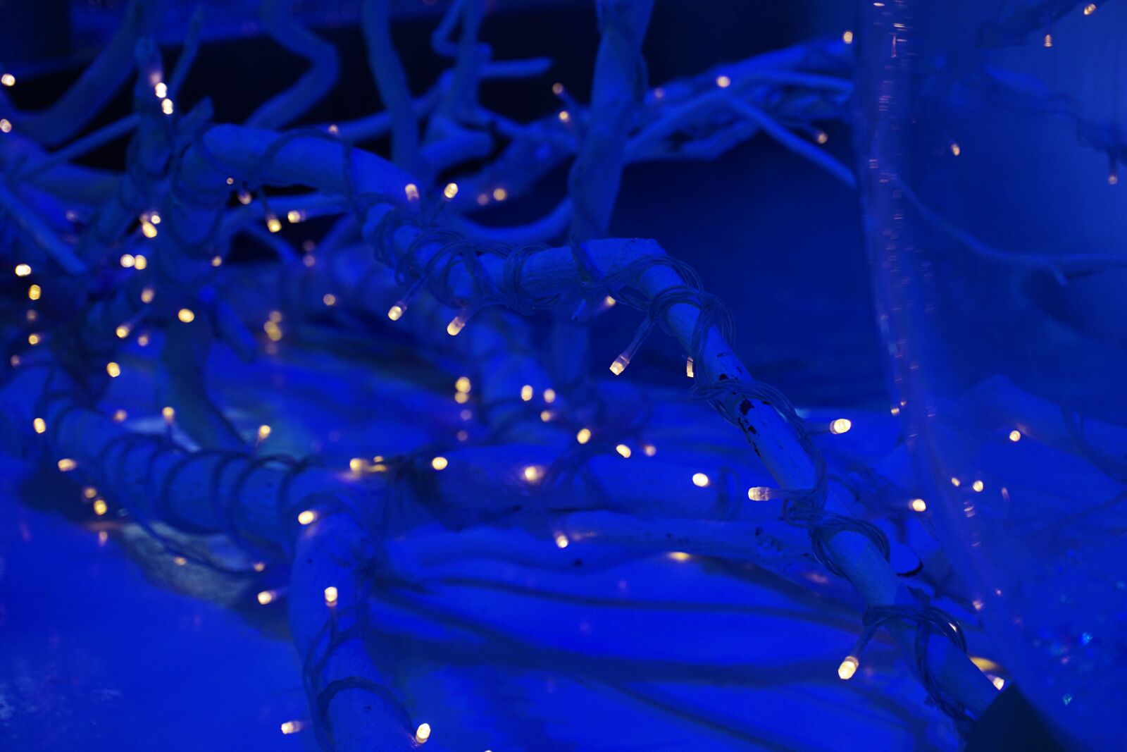 Sony a6000 sample photo. Blue, branch, christmas, lights photography