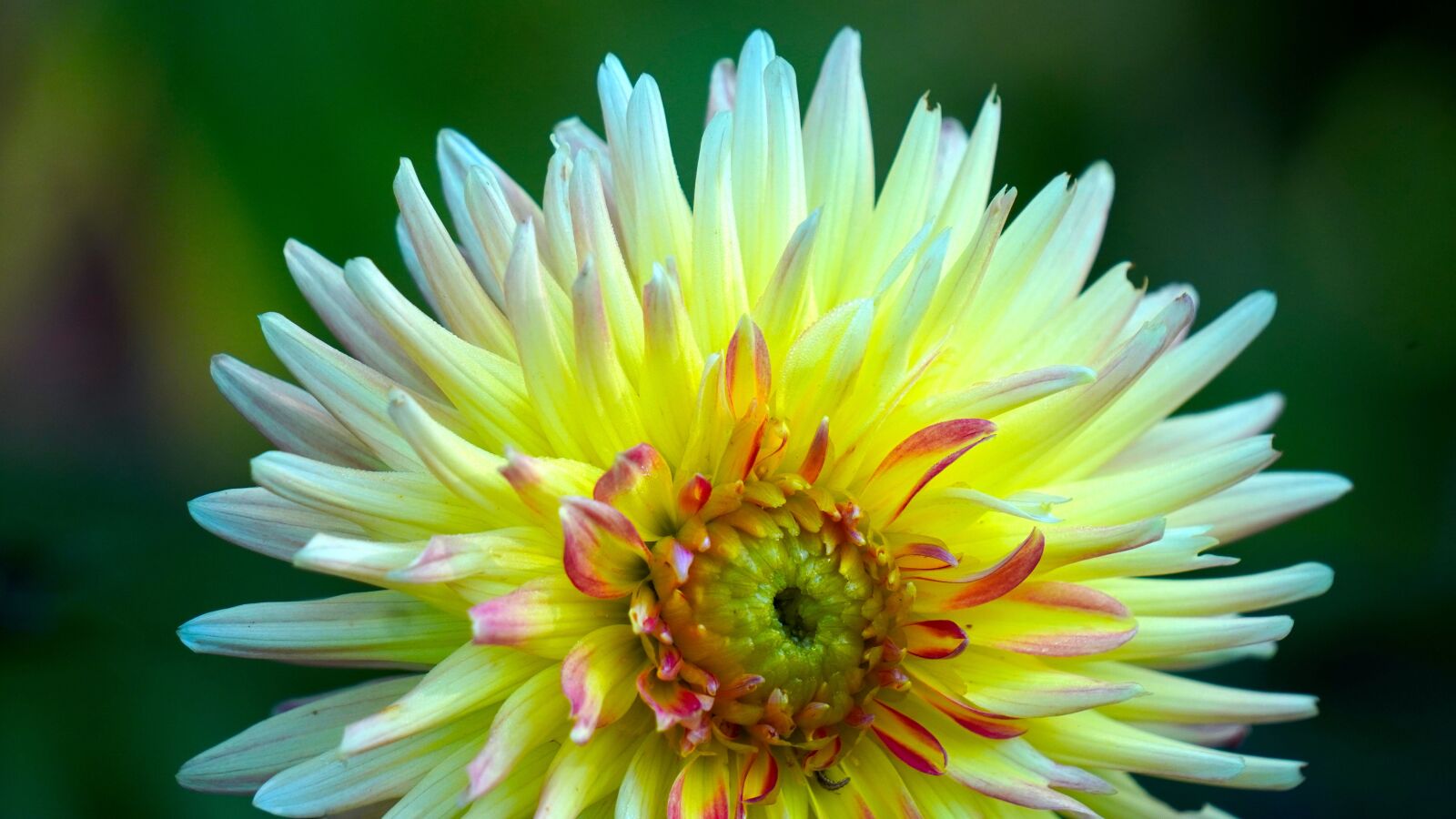 Sony E 55-210mm F4.5-6.3 OSS sample photo. Dahlia, yellow, blossom photography
