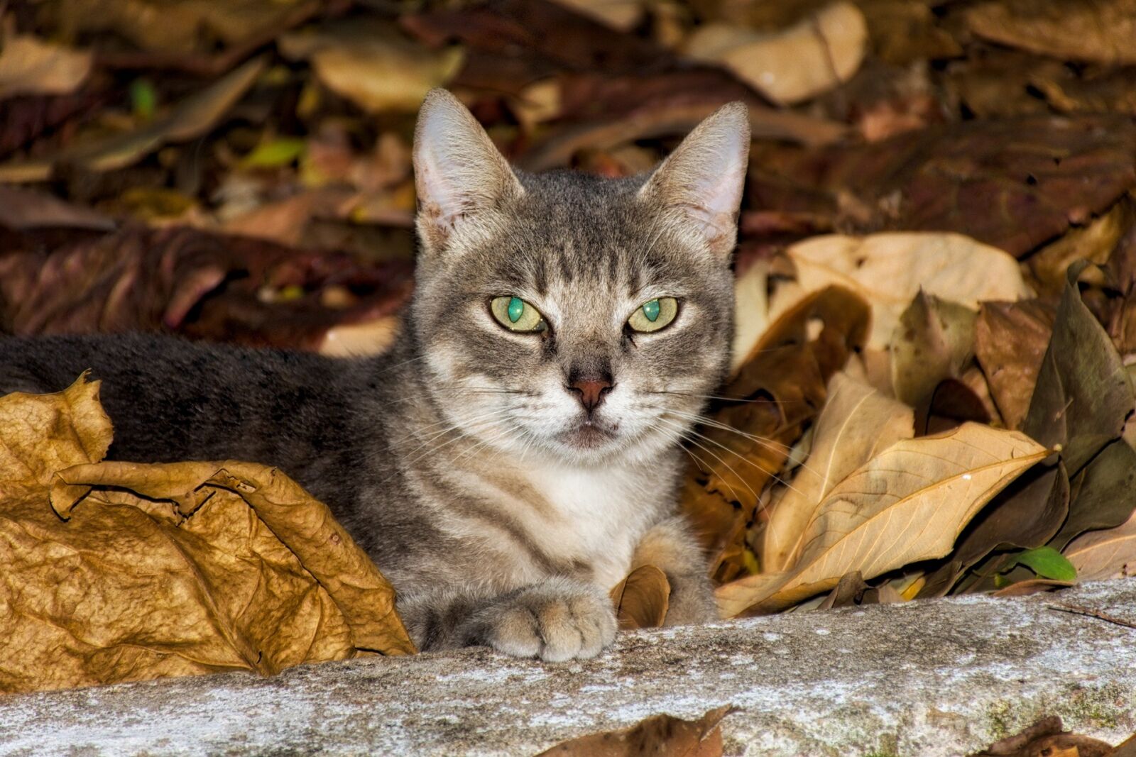 Nikon D7200 sample photo. Cat, animal, kitten photography