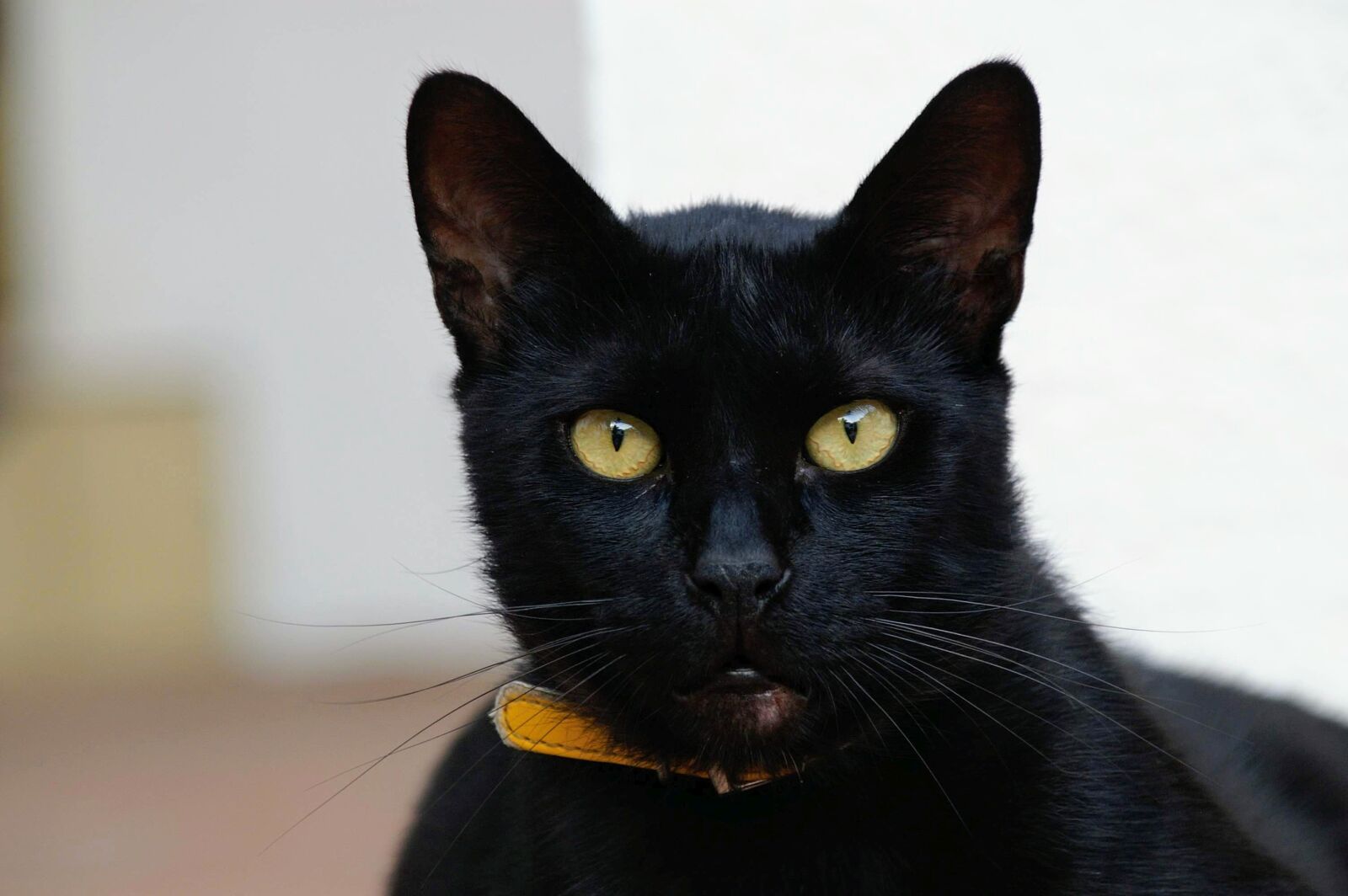 KONICA MINOLTA DYNAX 7D sample photo. Cat, black cat, animal photography