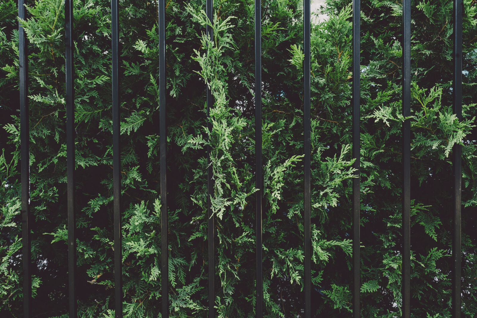 Sony a7 II + Sony Vario-Tessar T* FE 16-35mm F4 ZA OSS sample photo. Fence, garden, plant, shrub photography