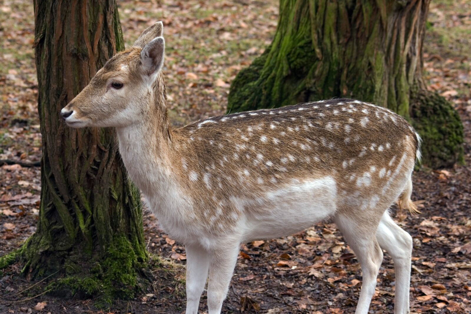 Canon EOS 400D (EOS Digital Rebel XTi / EOS Kiss Digital X) sample photo. Hirsch, fallow deer, forest photography