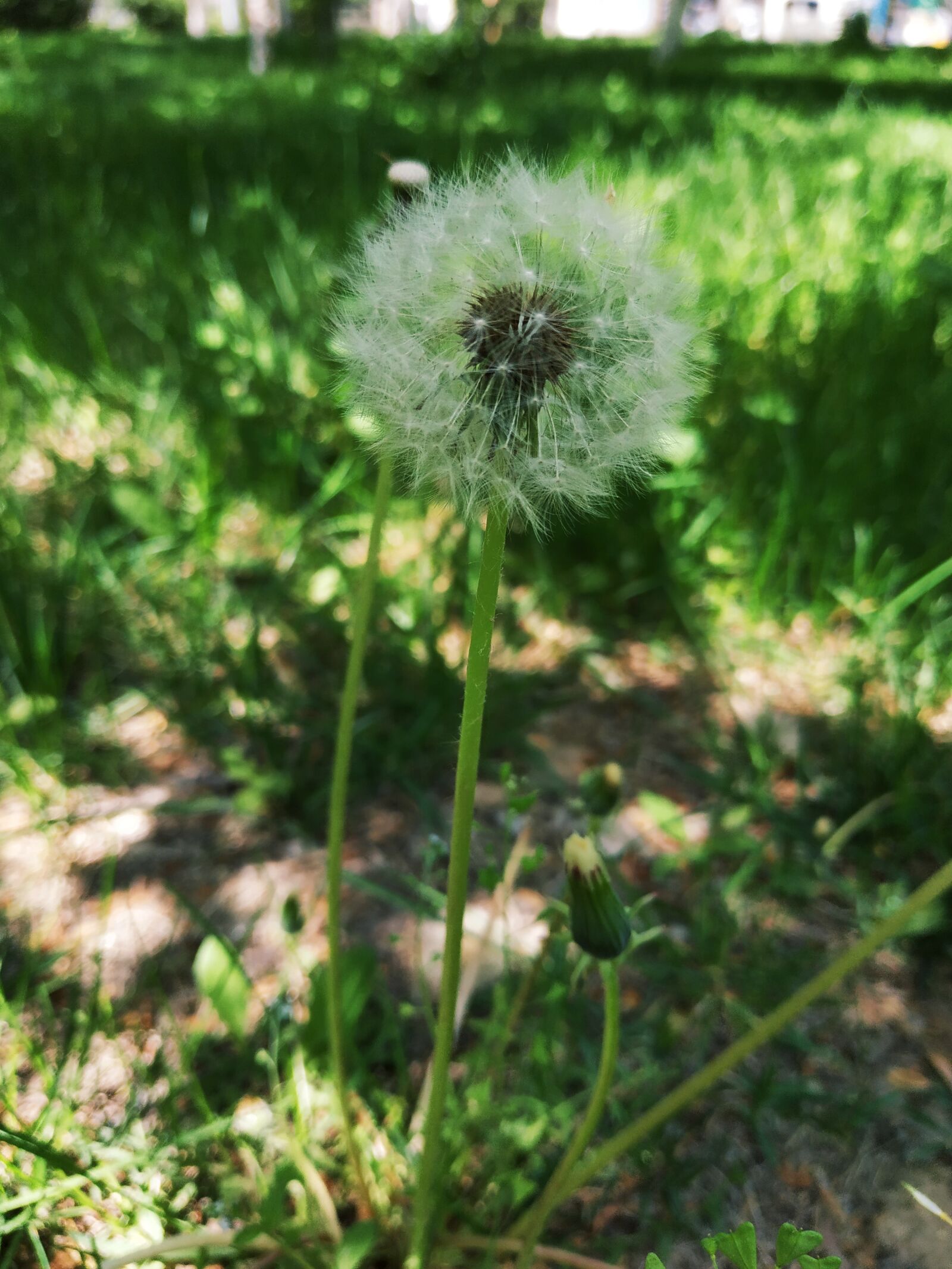 Xiaomi Redmi Note 5 sample photo. Dandelion, grass, green photography