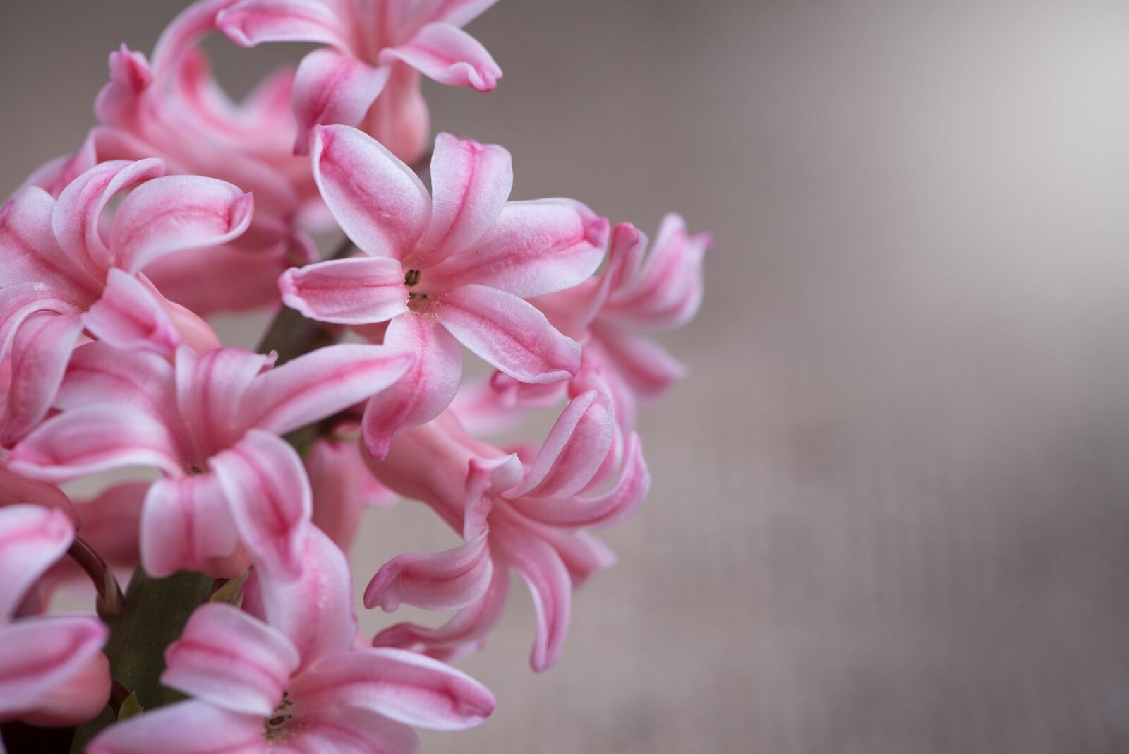Nikon D750 sample photo. Hyacinth, flower, pink photography