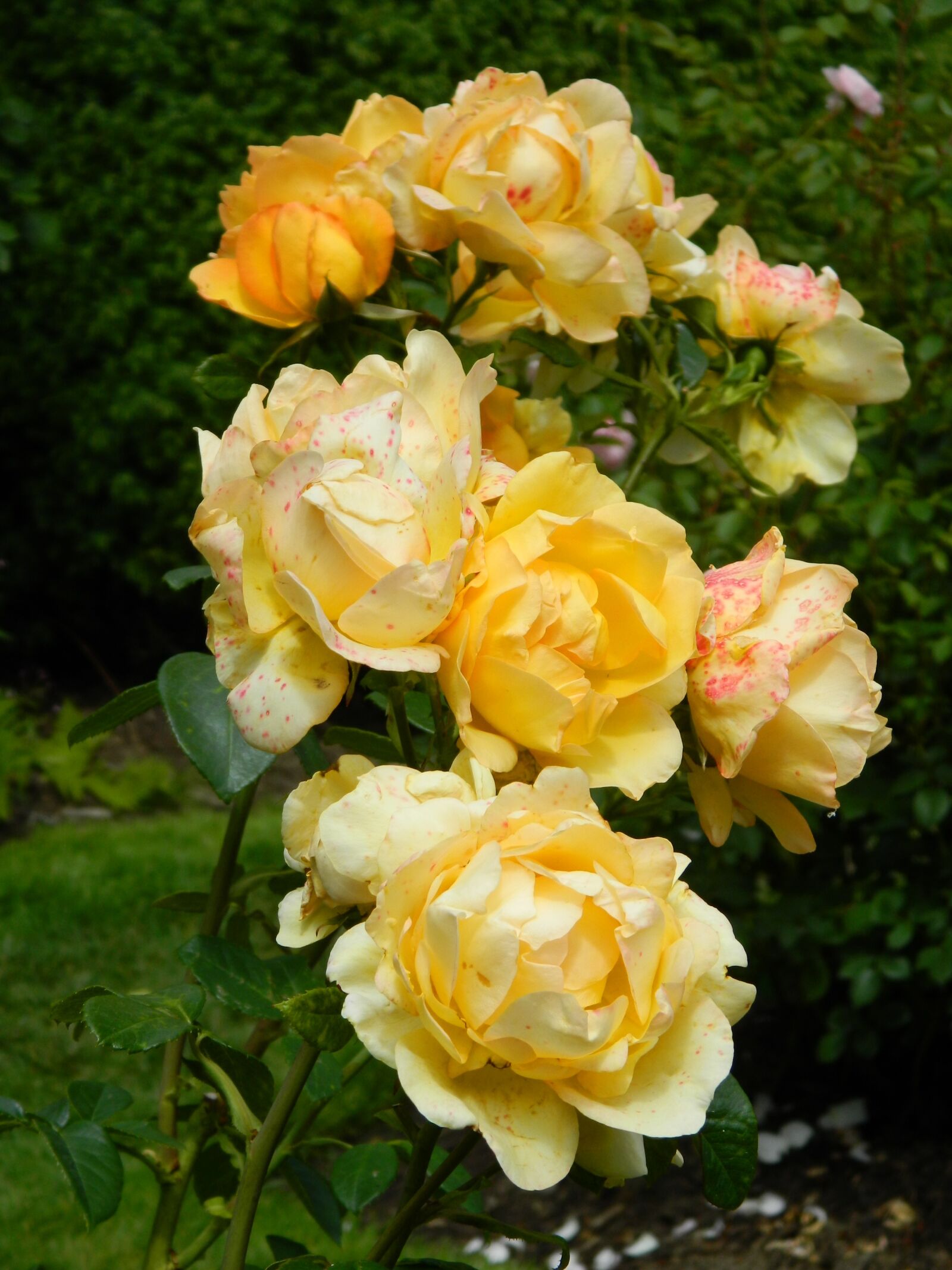 Nikon COOLPIX L310 sample photo. Yellow, rose, flower photography