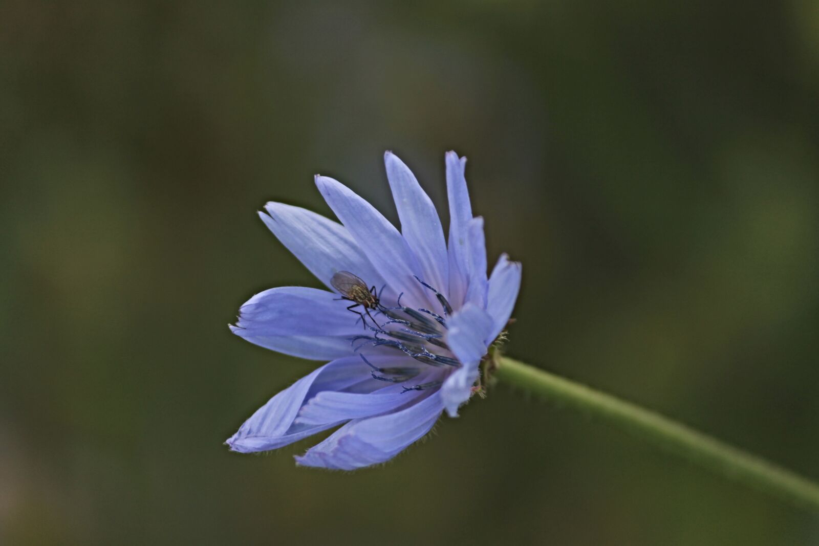 Canon EOS 1100D (EOS Rebel T3 / EOS Kiss X50) sample photo. Chicory, flower, insect photography