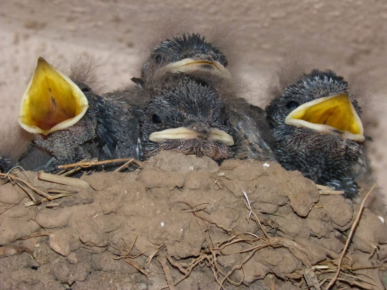 Panasonic DMC-FZ62 sample photo. Birds, chicks, nest photography