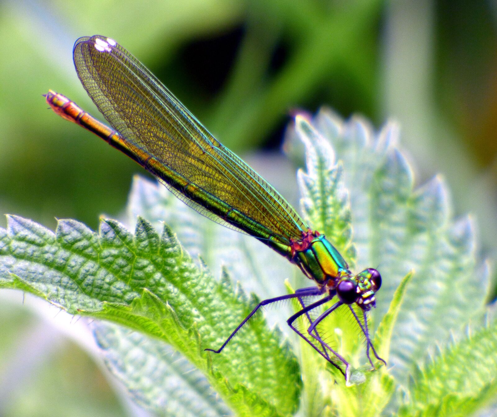 Panasonic DMC-FZ72 sample photo. Demoiselle, dragonfly, dragonfly water photography