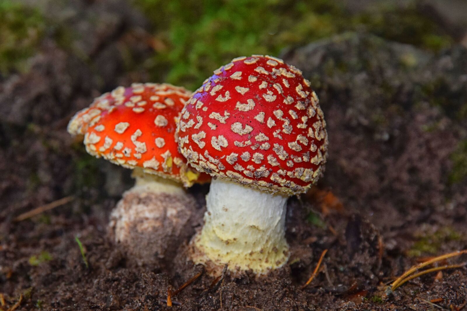 Nikon D5300 sample photo. Bright, red, beautiful photography