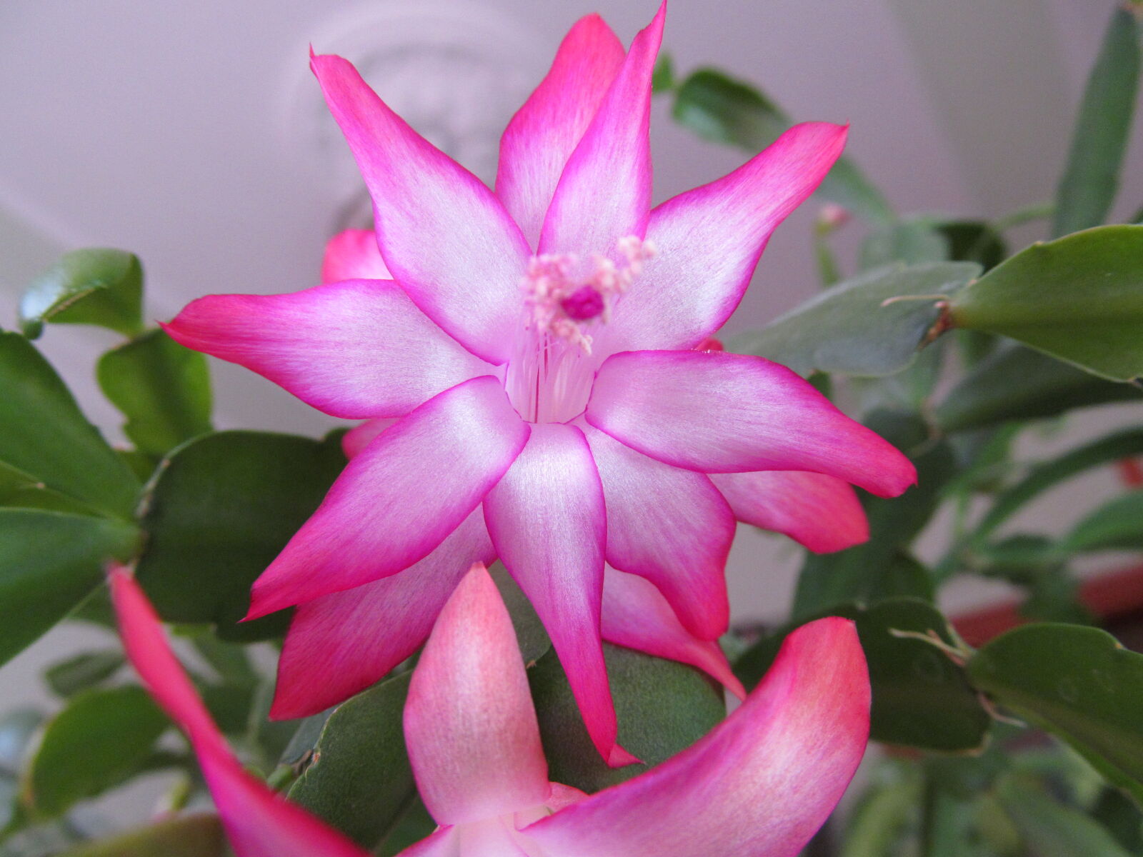 Canon PowerShot SX150 IS sample photo. Flower, macro, nature photography
