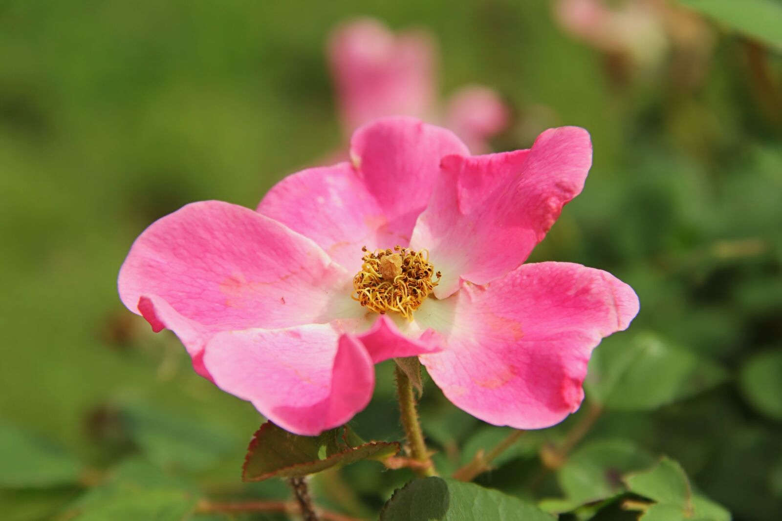 Canon EF-S 18-135mm F3.5-5.6 IS sample photo. Rose, pink, old photography
