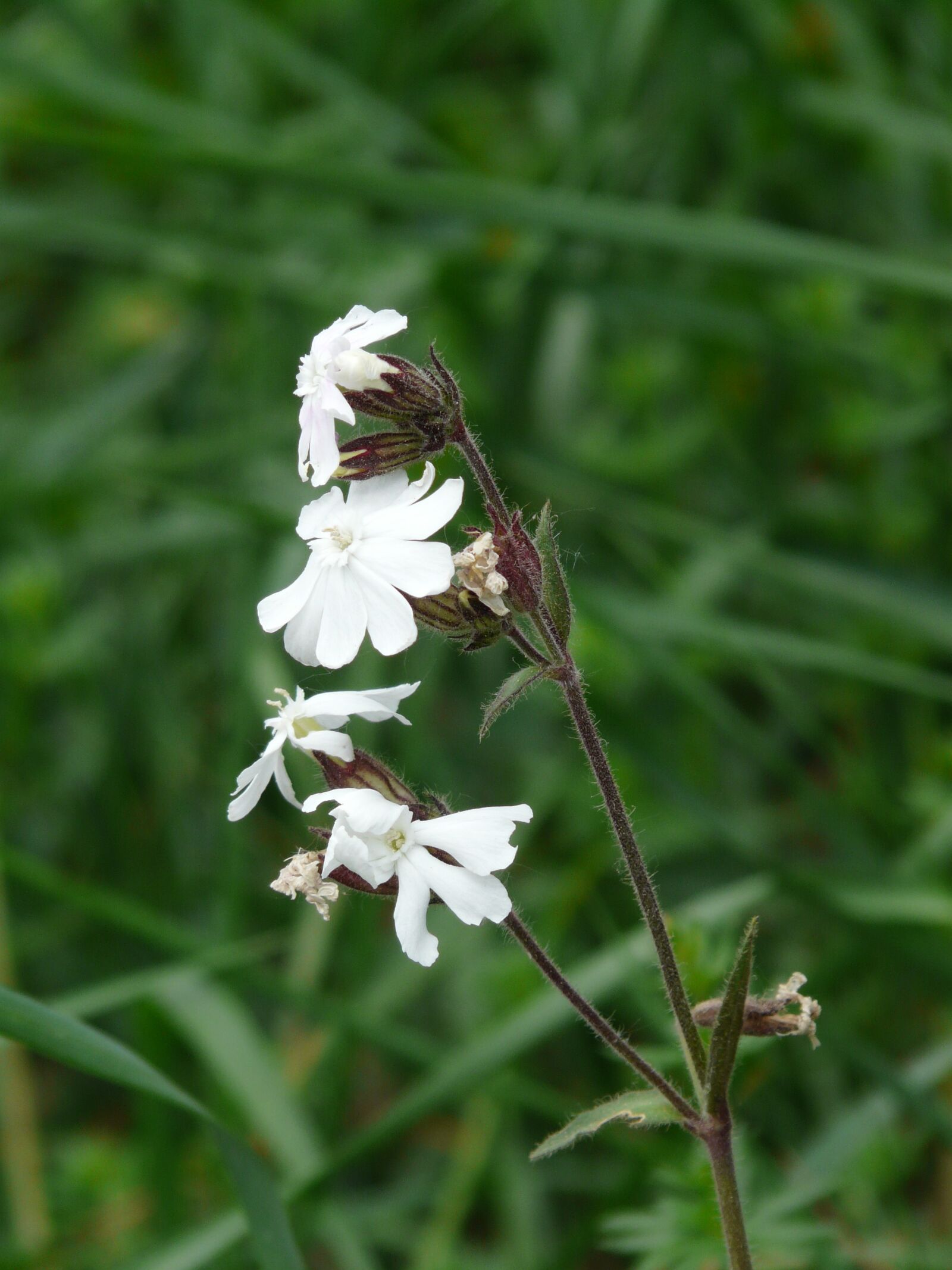 Panasonic DMC-FZ18 sample photo. White lichtnelke, campion, silene photography