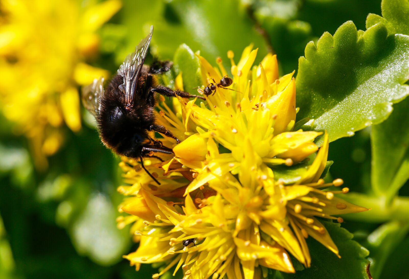 Canon EF 100mm F2.8L Macro IS USM sample photo. Hummel, plant, blossom photography