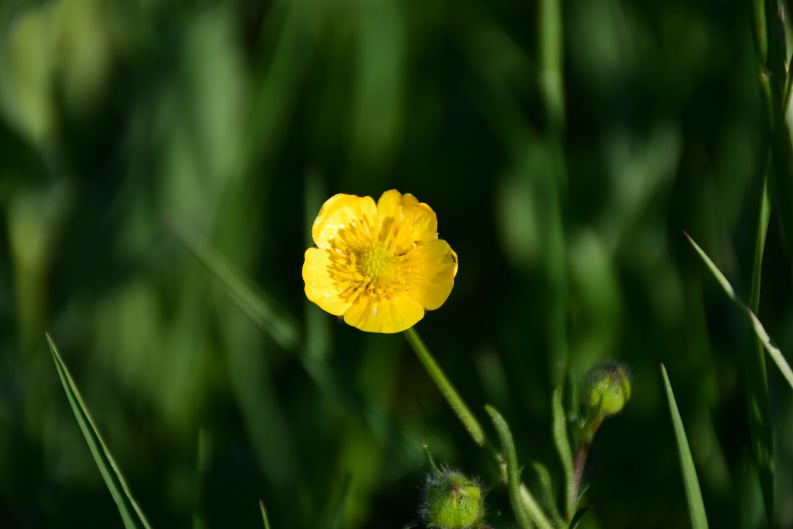 Nikon D5300 sample photo. Nature, wildflower, natural photography