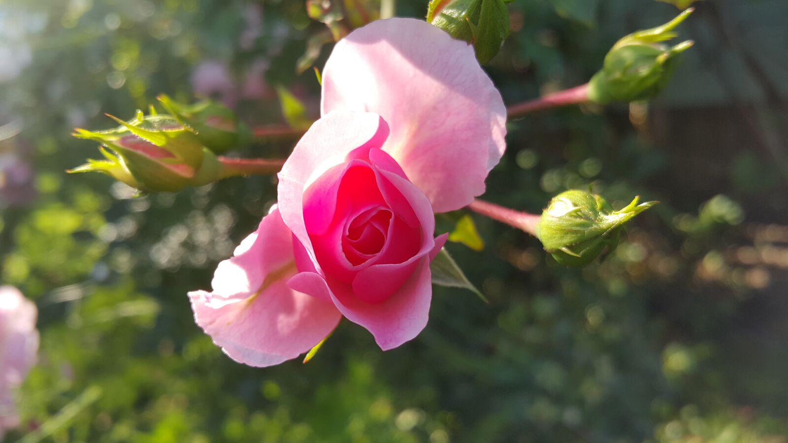 Samsung Galaxy Note4 sample photo. Flower, nature, rose photography