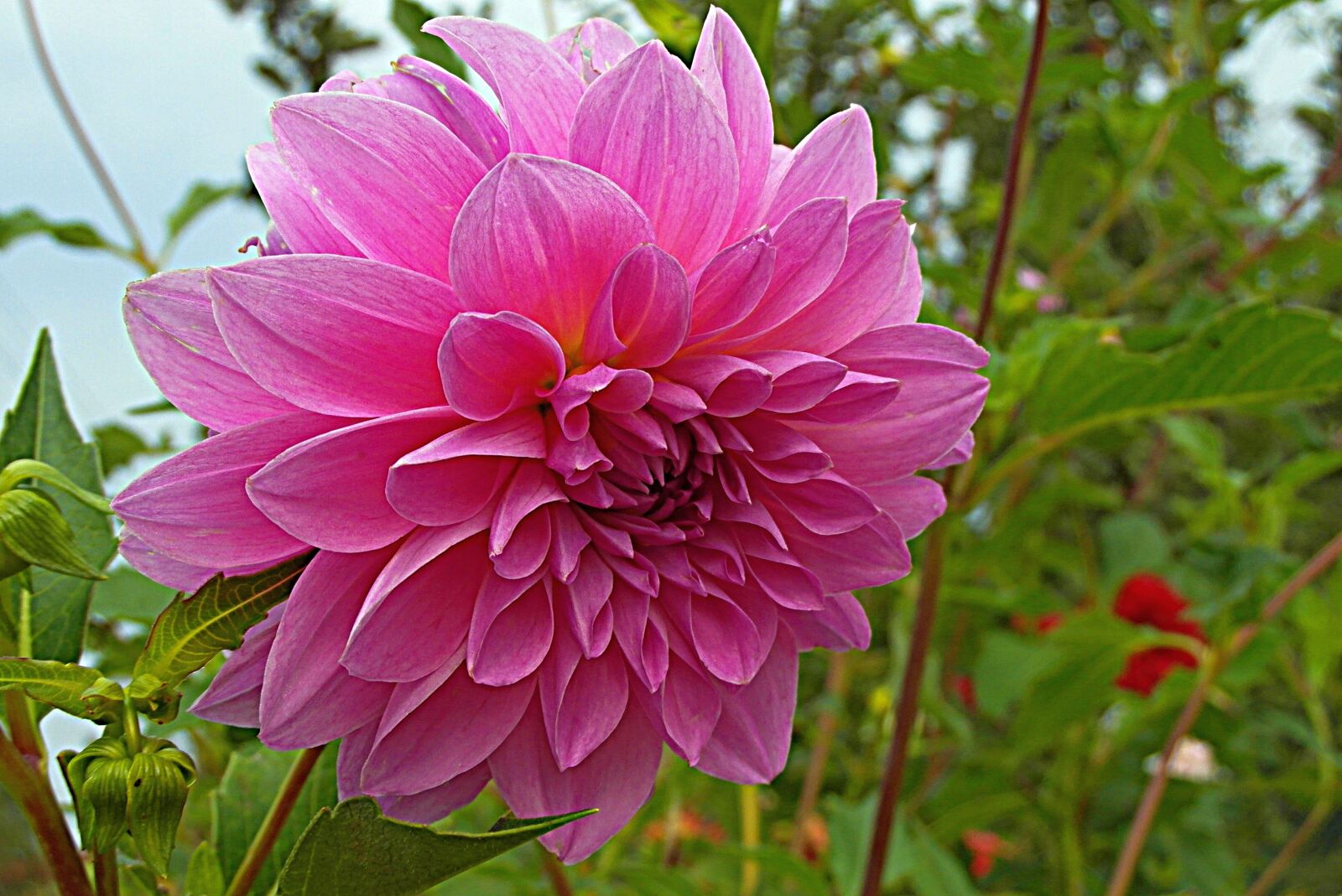 Samsung WB750 sample photo. Dalia, flower, garden photography