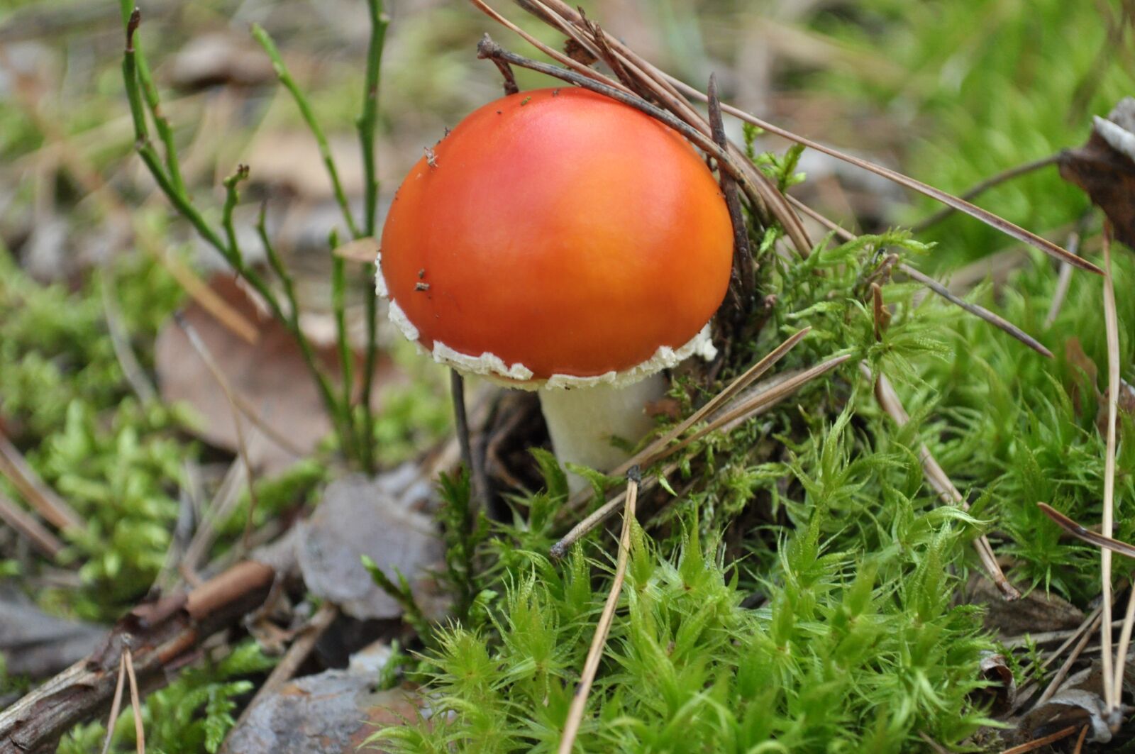 Nikon D5000 sample photo. Mushroom, nature, forest photography