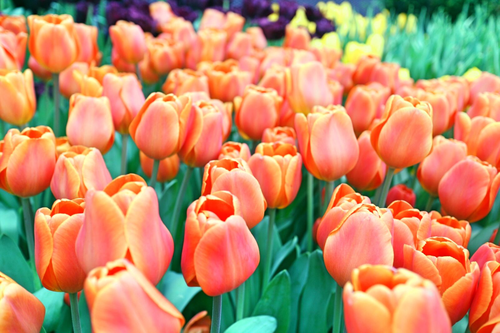 Canon EOS M sample photo. Close, up, of, tulips photography