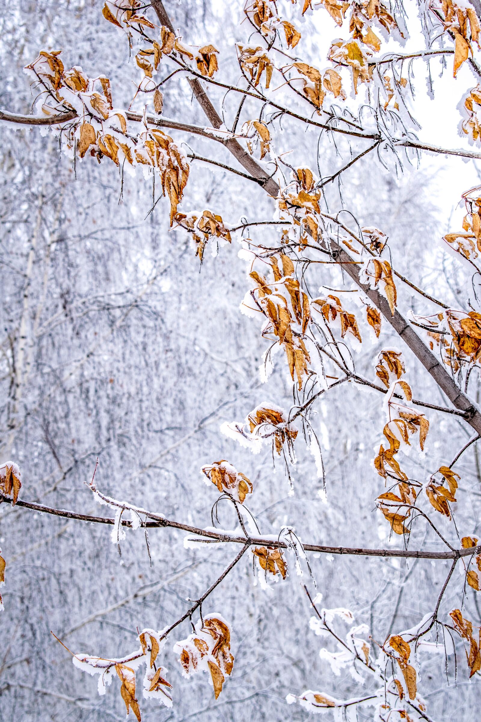 Nikon D3300 sample photo. Season, tree, nature photography