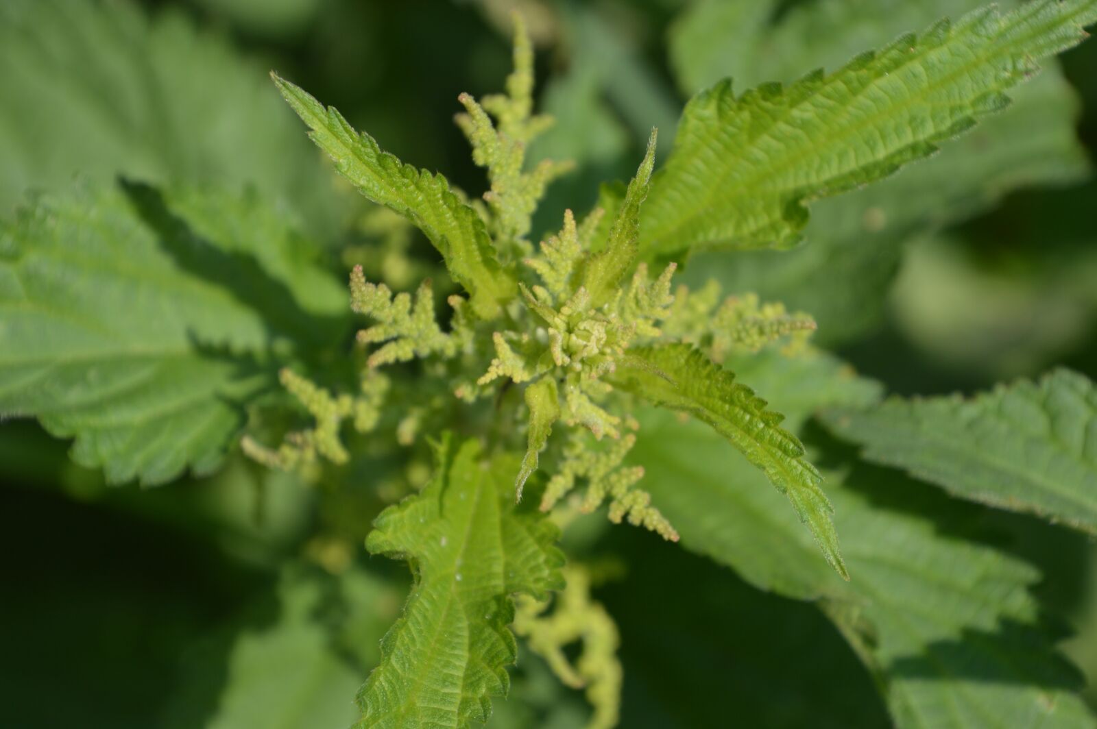 Nikon D3200 sample photo. Stinging nettle, urtica dioica photography